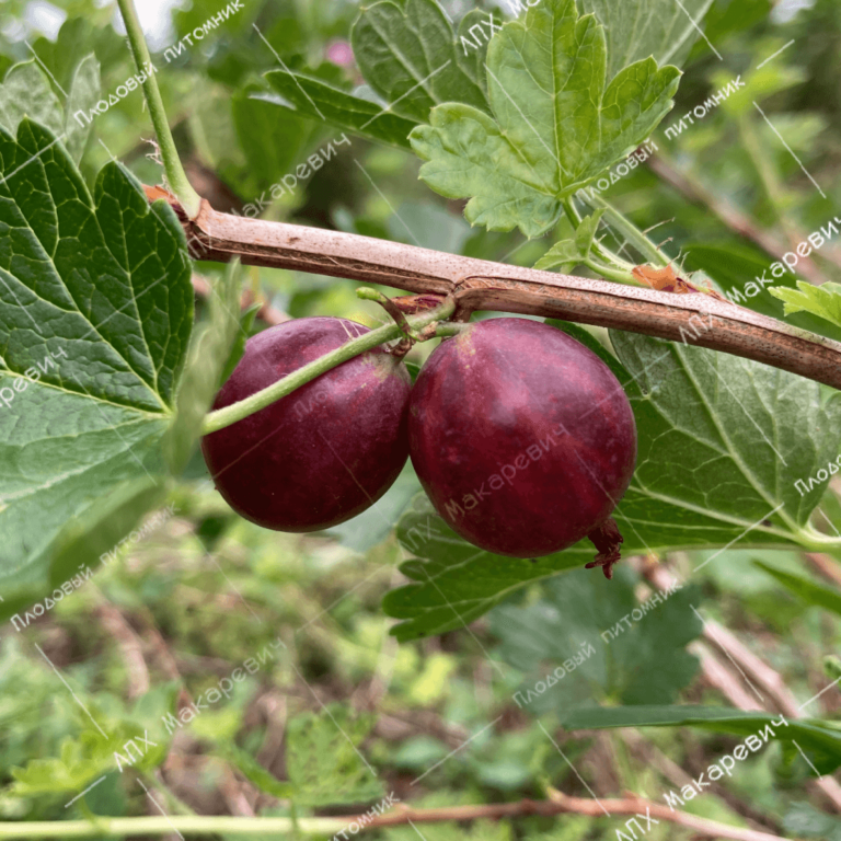 Финик