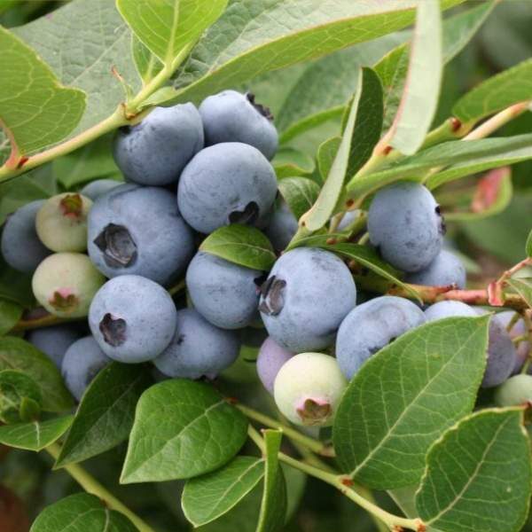 image (5)